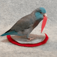 Charlie Bird GIFs - Get the best GIF on GIPHY