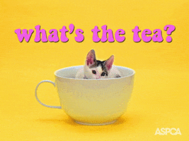 Tell Me Cat GIF by ASPCA