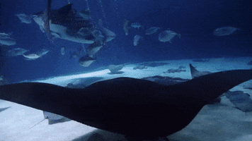 Discovery Stingray GIF by Shark Week