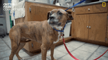 Dogs Eating GIF by Nat Geo Wild