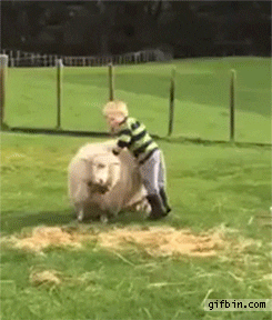 Sheep-kid GIFs - Get the best GIF on GIPHY