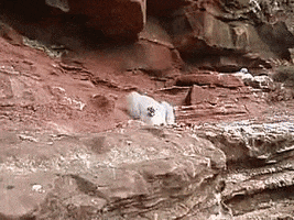 ludens84  GIF