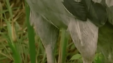 stork shoebill GIF