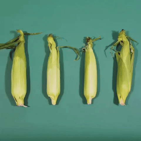 corn stopmotion animation GIF by Evan Hilton