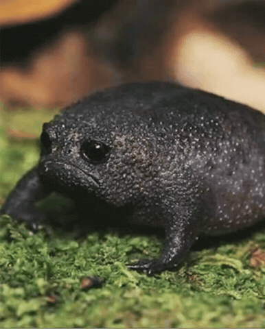 Sad Frog GIF