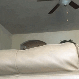 Video gif. View from ground. A dog runs and jumps onto the couch above us and peers at us eagerly.