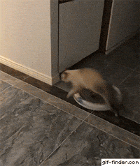 Baby Fight Gif
