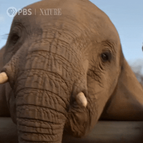 Close Up Hello GIF by Nature on PBS