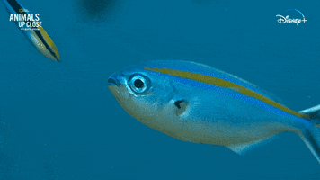 Nat Geo Fish GIF by National Geographic Channel