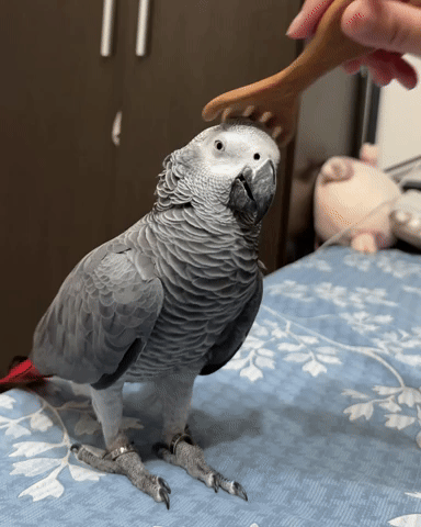 Parrot GIF