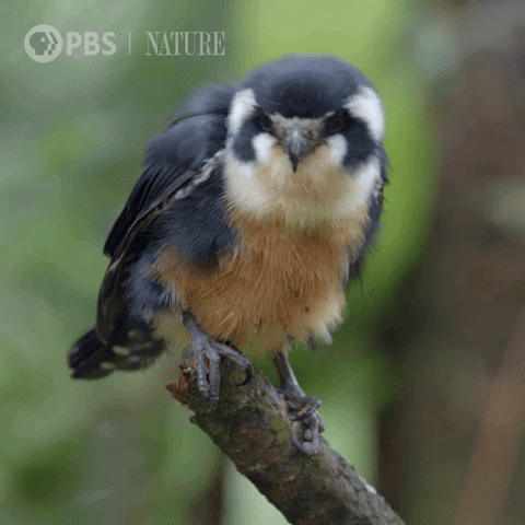 Bird GIF by Nature on PBS