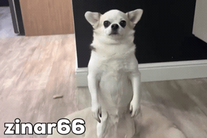 Dog Applause GIF