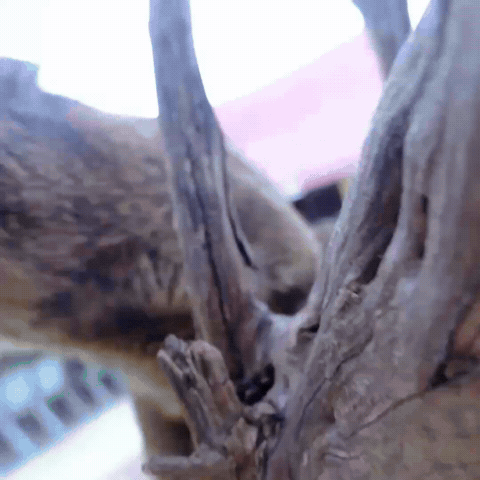 Affection Love GIF
