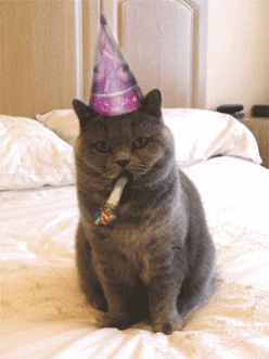 Pohyblivý obrázek se šedou sedící kočkou s narozeninovou čepičkou a frkačkou v tlamě.