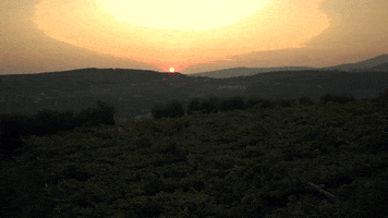 GiustiWine GIF