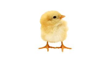 Prokauf Sticker