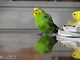 parakeet running GIF