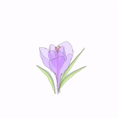 Animated Flower Blooming Gif
