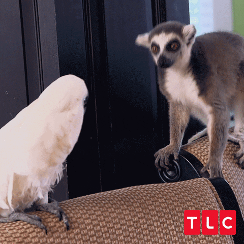Fight Bird GIF by TLC