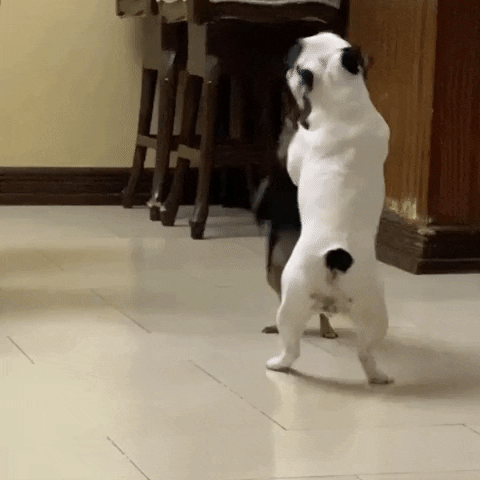 Dog GIF