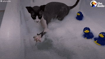 Funny Cat GIF by The Dodo