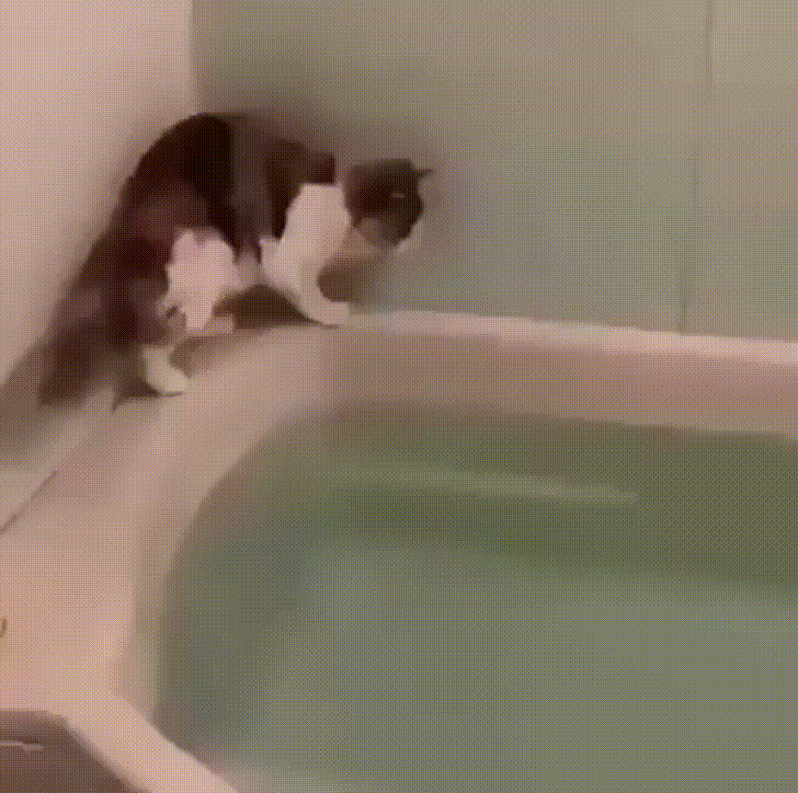 Video gif. A cat navigates the ledge of a bath full of water. Hand drawn text narrates what the cat seems to be calculated before jumping in. Brackets around one ledge are labeled, "Too thin." Then a chemical formula for water appears with the words, "Wet water!" Brackets pop up around the same ledge that read, "Still too thin." Then brackets around the other ledge say, "Can't reach" and an arrow pointing to the cat says, "Butt too big." As the cat leans forward, text on the water says, "Still wet water." Then a dashed line follows the cat's line of sight with an arched arrow labeled with a question mark. The line aims at the water following the cat's gaze with the label, "Targeting." The words, "Initiate jump!" appear before being crossed out. Then new text reads, "Abort," as the cat jumps in the water. 