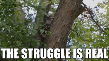 Struggle Climb GIF by StittsvilleOnPatrol