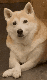 In Love Dog Sticker By 柴式人生for Ios Android Giphy