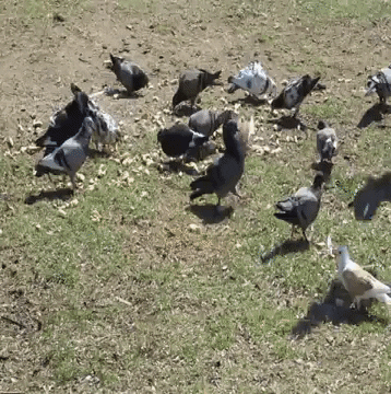 Corona 2020 GIF