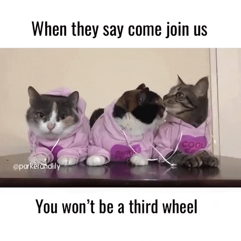 Third Wheel Meme GIF by JustViral.Net - Find & Share on GIPHY