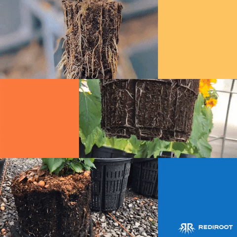RediRoot GIF