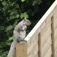 Squirrel Chipmunk GIF by David Firth
