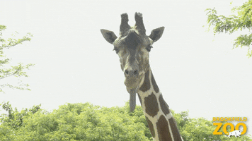Joke Giraffe GIF by Brookfield Zoo