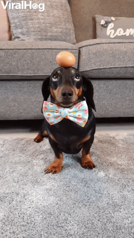 Doggy Shows Off Eggcellant Balancing Skills GIF by ViralHog