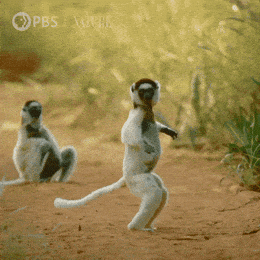 Pbs Nature Animales GIF by Nature on PBS