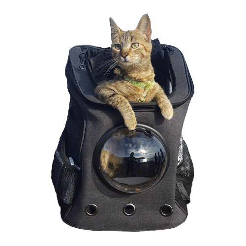 Cats Hanging Out Sticker by Your Cat Backpack for iOS & Android GIPHY