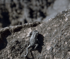 pebble toad GIF by Head Like an Orange