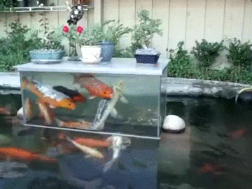 fish swimming GIF