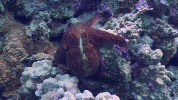 Octopus Cyanea Ocean GIF by OctoNation® The Largest Octopus Fan Club!