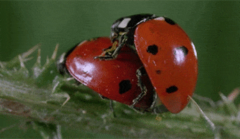 insect love GIF