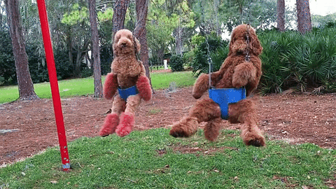 Dogs Swinging GIF - Find & Share on GIPHY