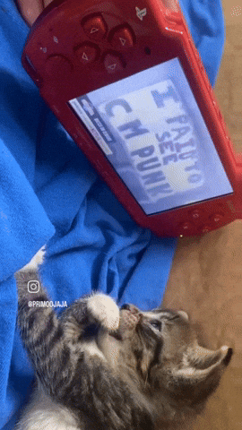 Cat Wwe GIF