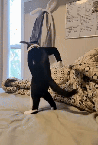 Dancing Cat GIF