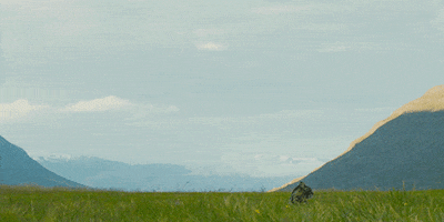 Cat Country GIF by A24
