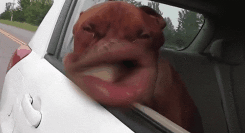 Funny-head GIFs - Get the best GIF on GIPHY