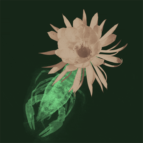 Flower Creature GIF by Trevor Anderson