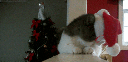 Feliz Navidad Cat GIF