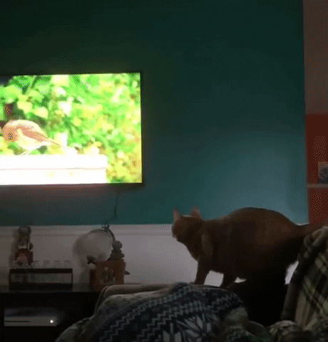 Cat GIF