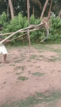 Men Carefully Release Large Trapped Snake