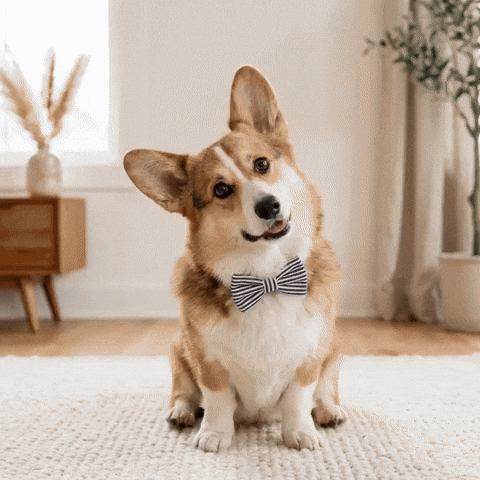 Confused Bow Tie GIF by Woofzara